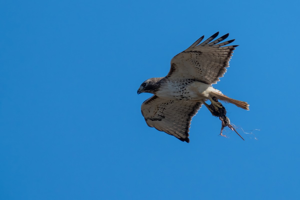 Red-tailed Hawk - Matthew Clark