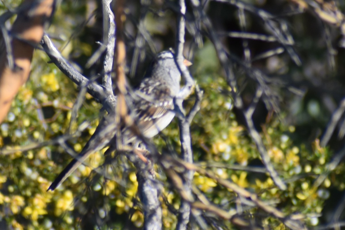 White-crowned Sparrow - ML617393846