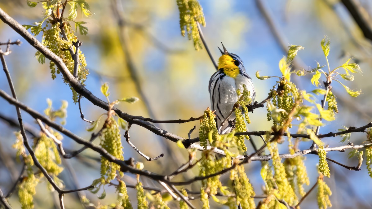 Yellow-throated Warbler - ML617393864