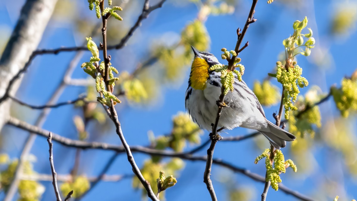 Yellow-throated Warbler - Tom Hudson