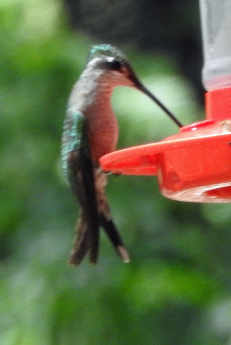 Rivoli's Hummingbird - ML617393898