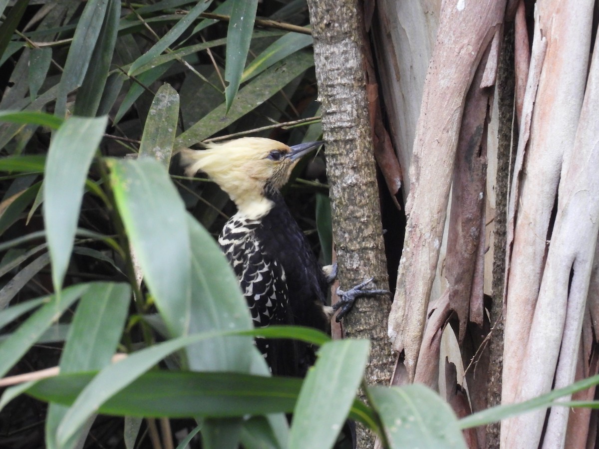 Blond-crested Woodpecker - ML617393918