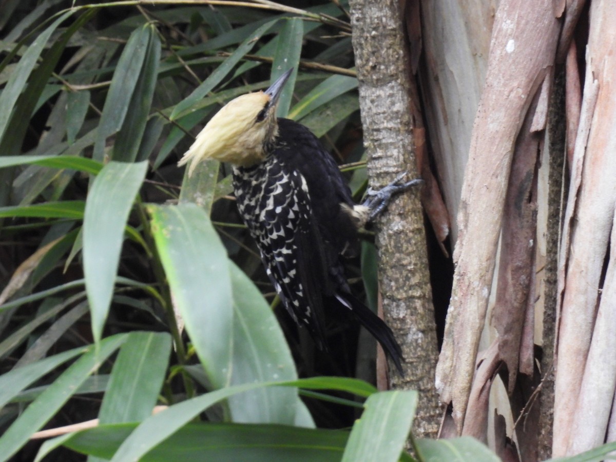 Blond-crested Woodpecker - ML617393919