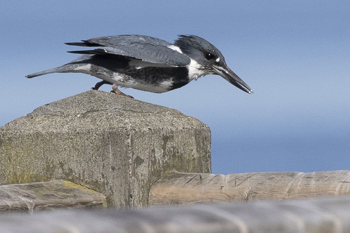 Belted Kingfisher - ML617393925