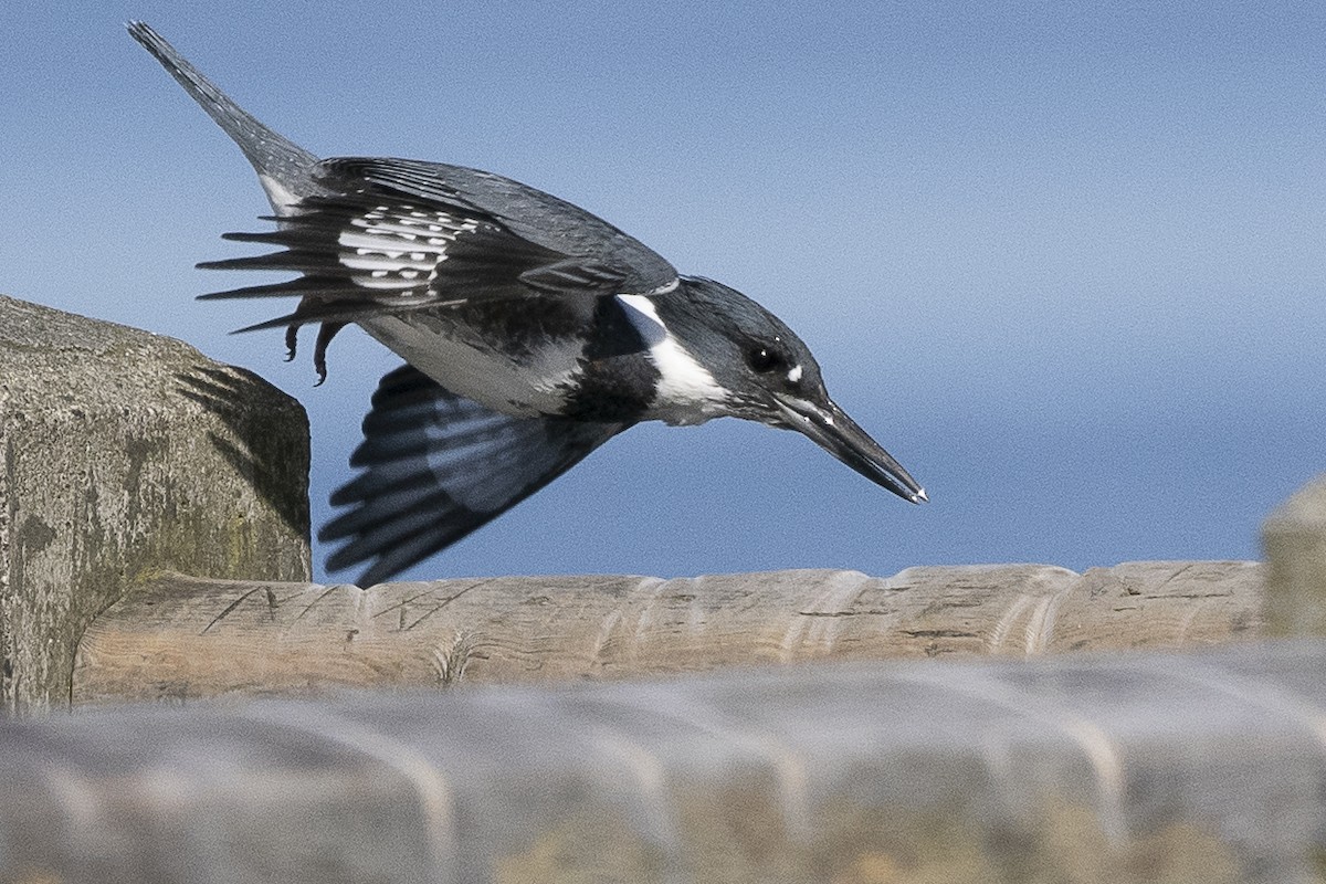Belted Kingfisher - ML617393926
