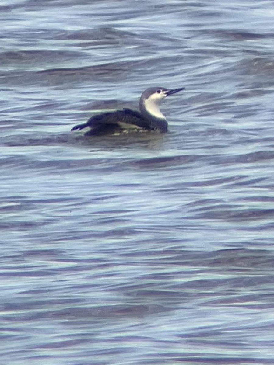 Red-throated Loon - ML617393959