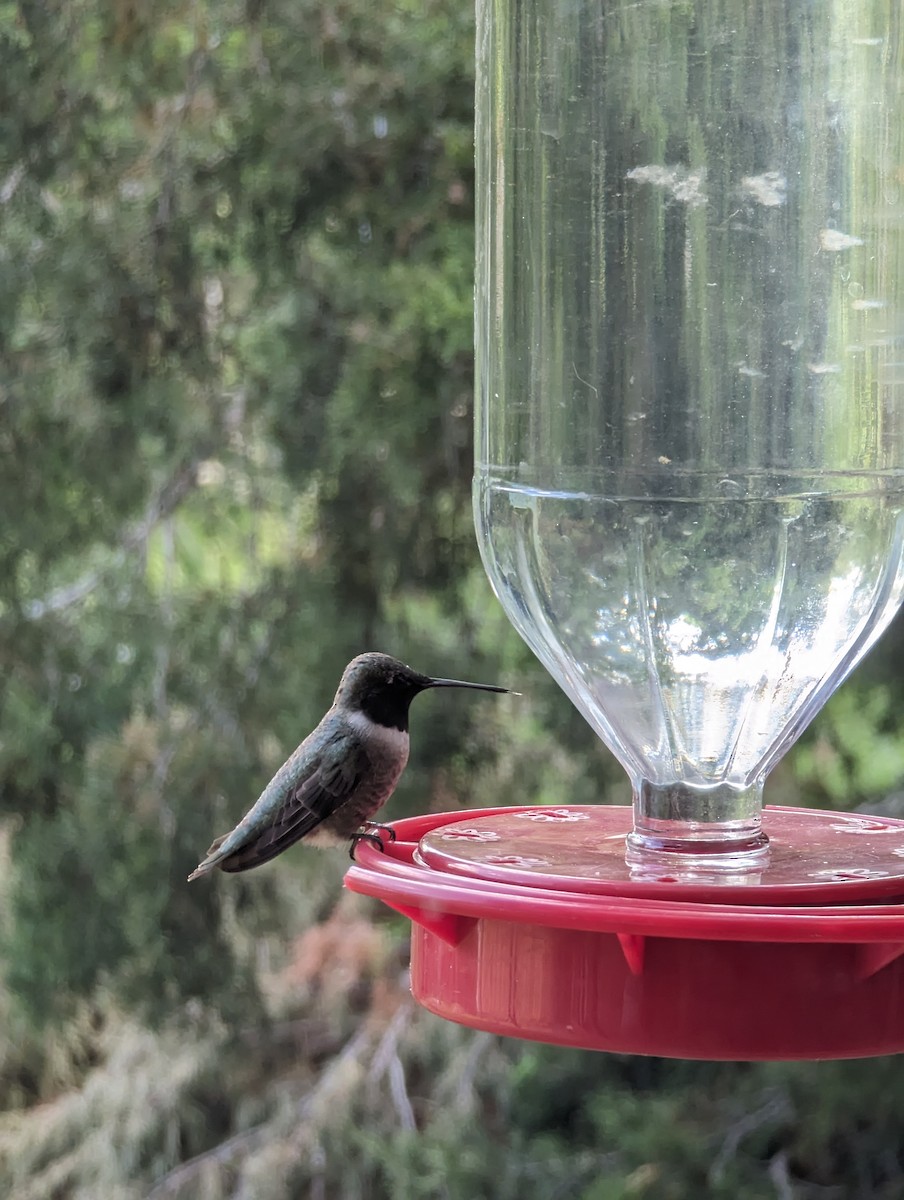 Black-chinned Hummingbird - Caitlin Sherman