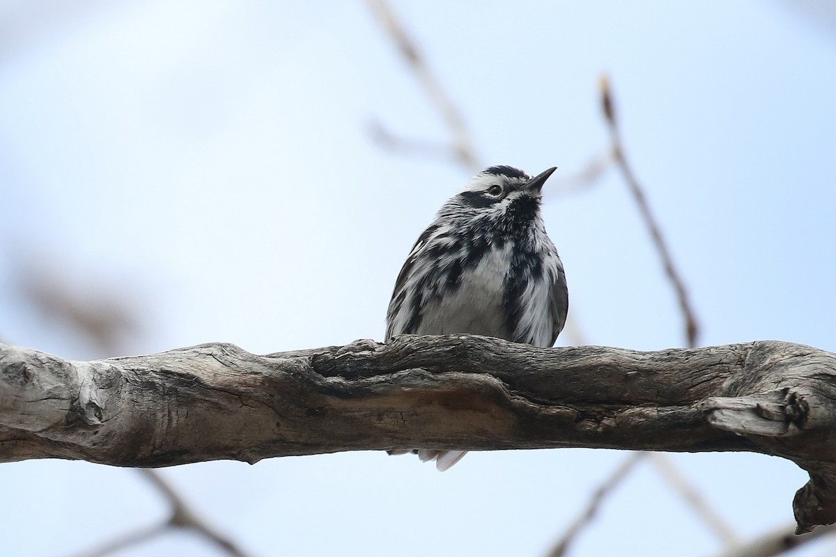 Black-and-white Warbler - ML617394071
