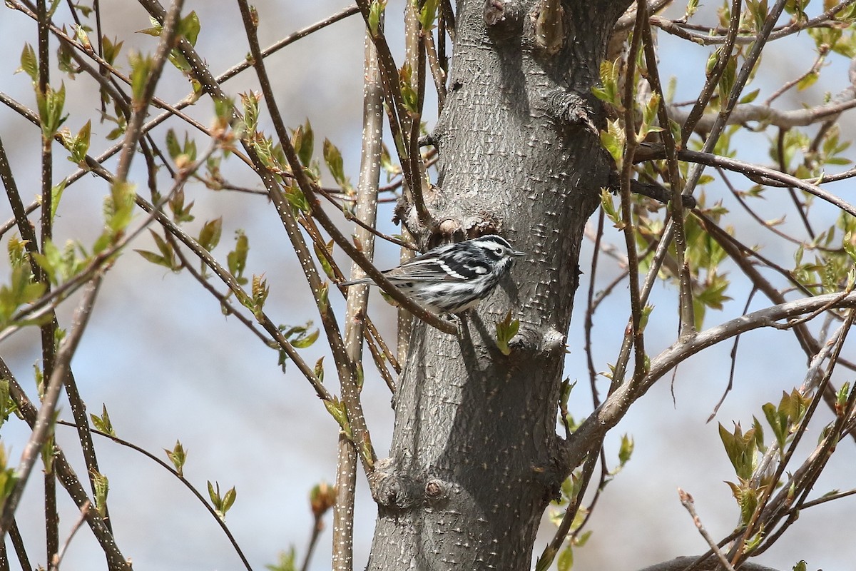 Black-and-white Warbler - ML617394075