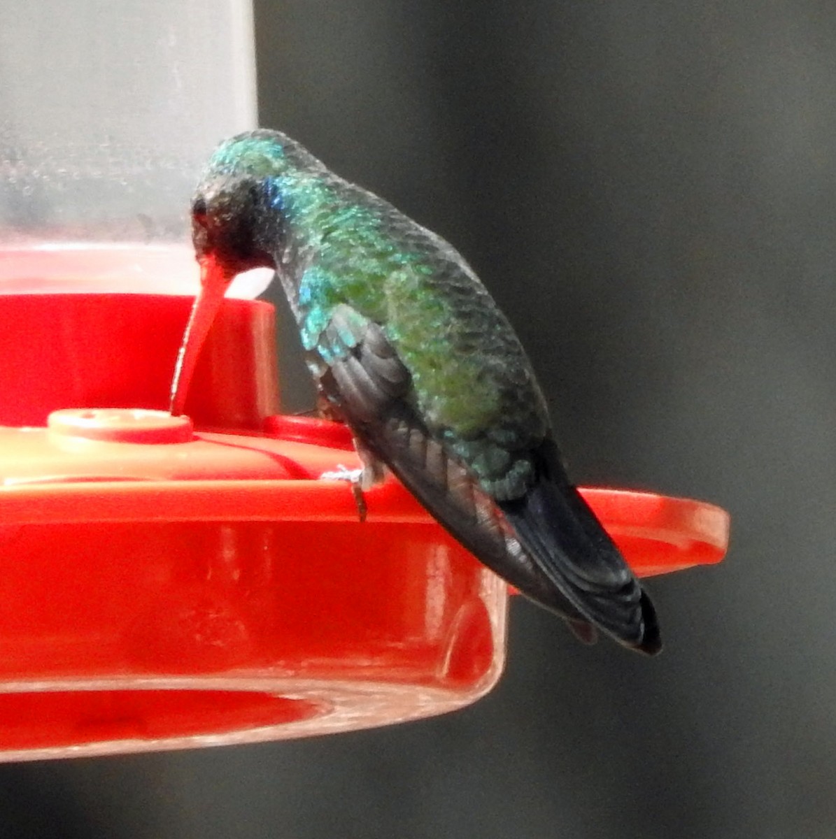Broad-billed Hummingbird - ML617394089