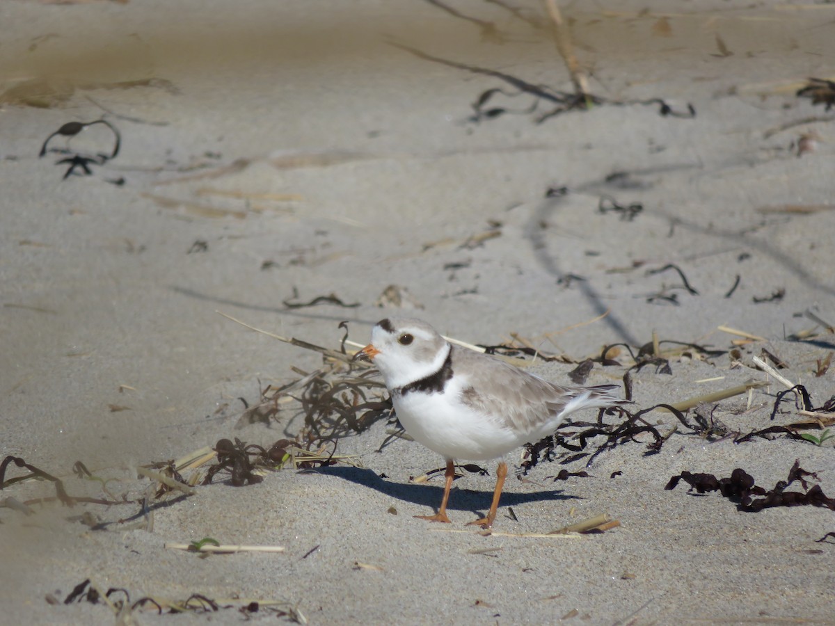 Piping Plover - ML617394124