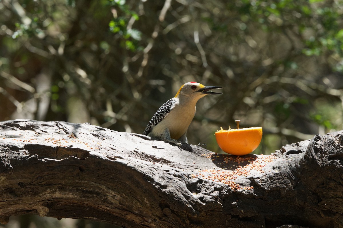 Golden-fronted Woodpecker (Northern) - ML617394245