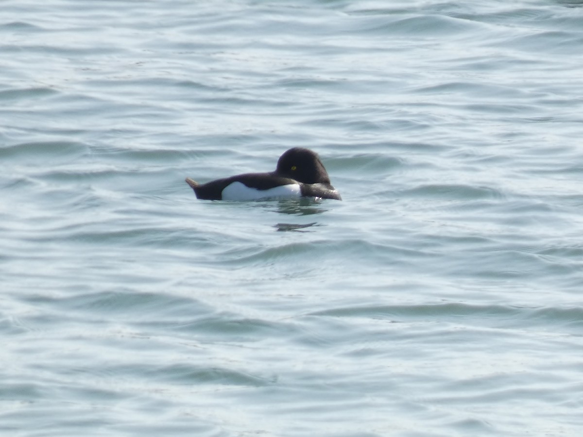 Tufted Duck - ML617394248