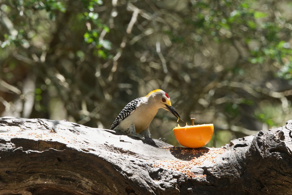 Golden-fronted Woodpecker (Northern) - ML617394254