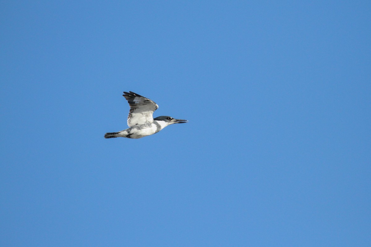Belted Kingfisher - ML617394417