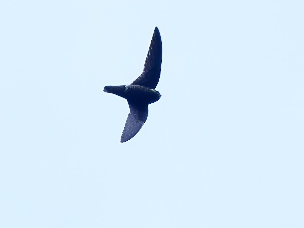 White-chinned Swift - Gabriel Willow