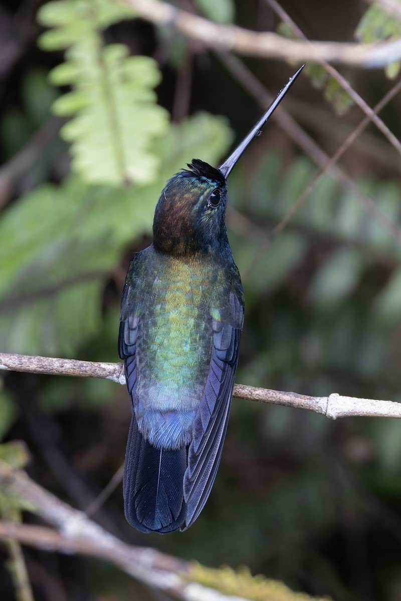 kolibřík modročelý - ML617394481