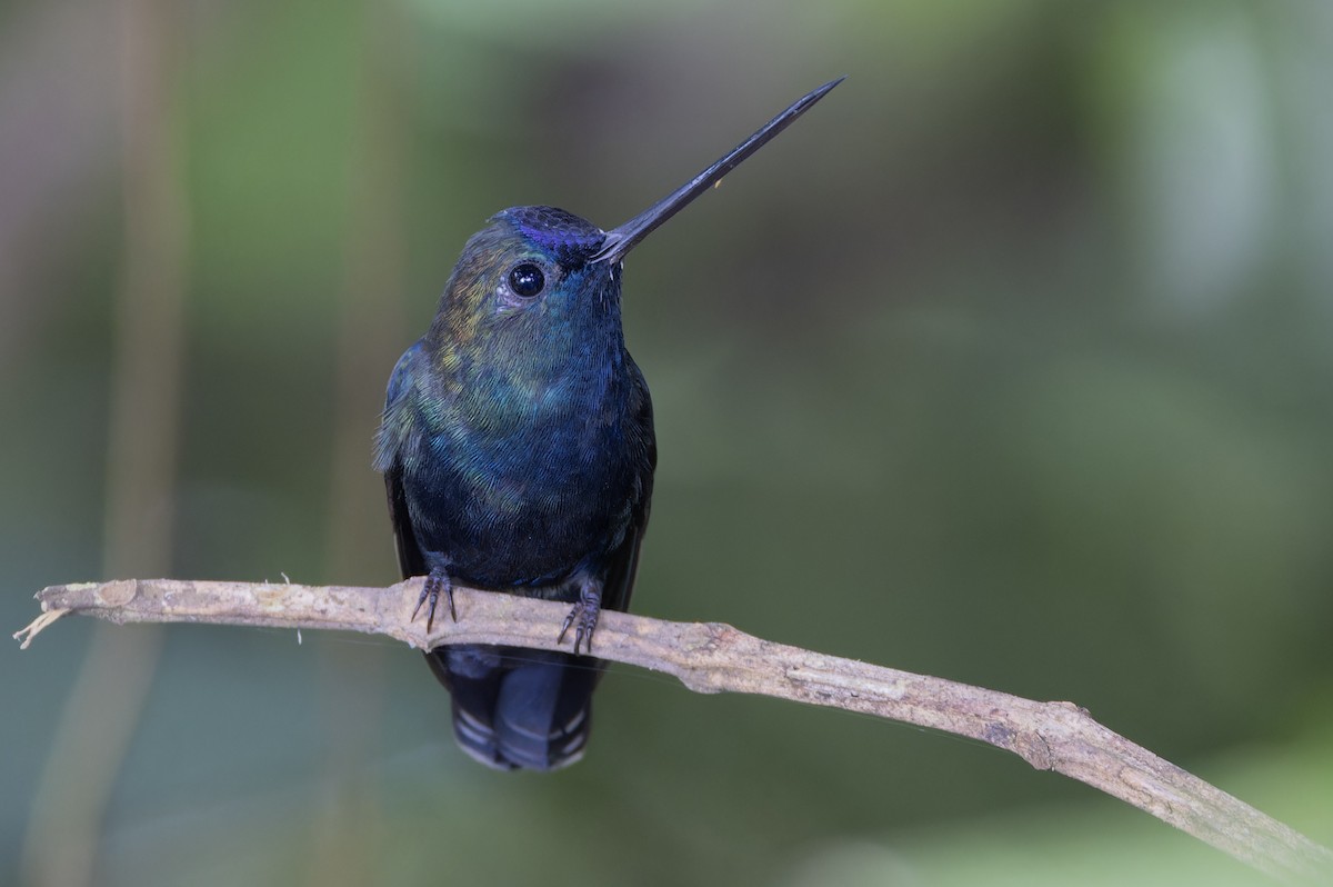 kolibřík modročelý - ML617394482
