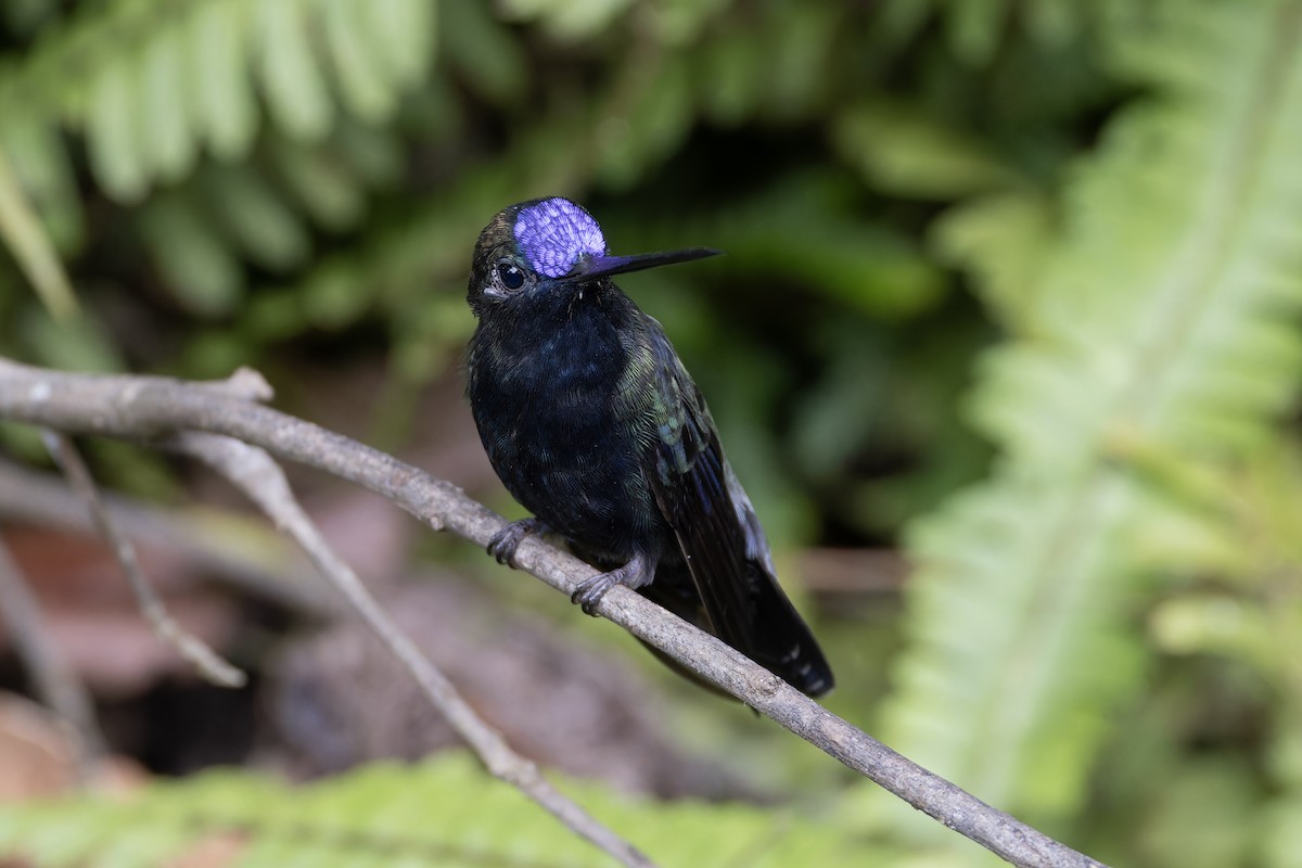 kolibřík modročelý - ML617394484