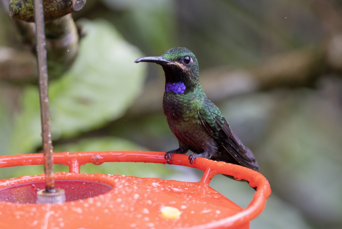 kolibřík zelenoprsý - ML617394509