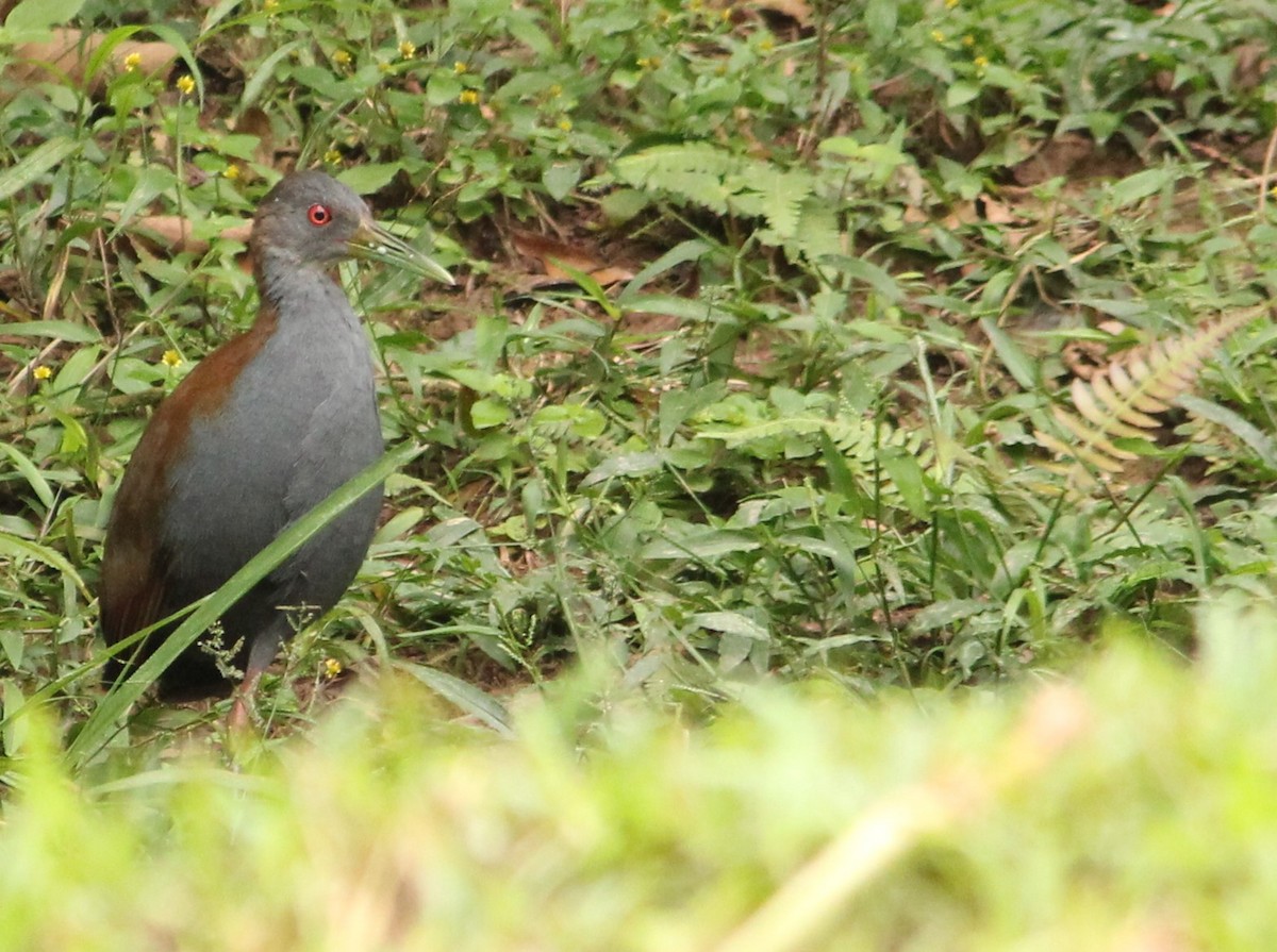 Slaty-breasted Wood-Rail - Miguel  Magro