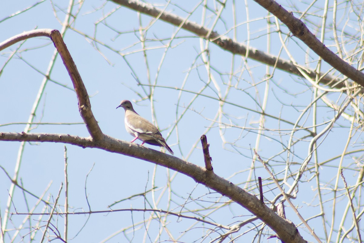 White-winged Dove - ML617394568