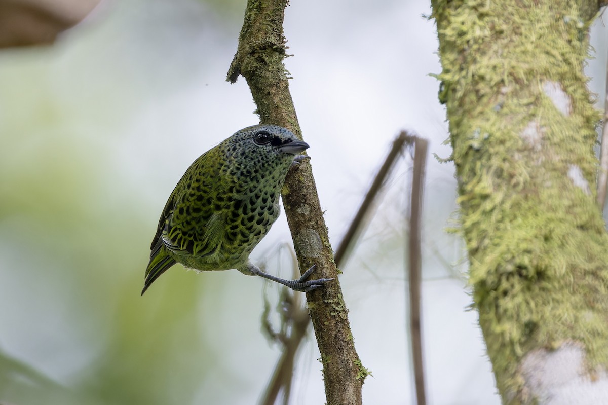 Spotted Tanager - ML617394695