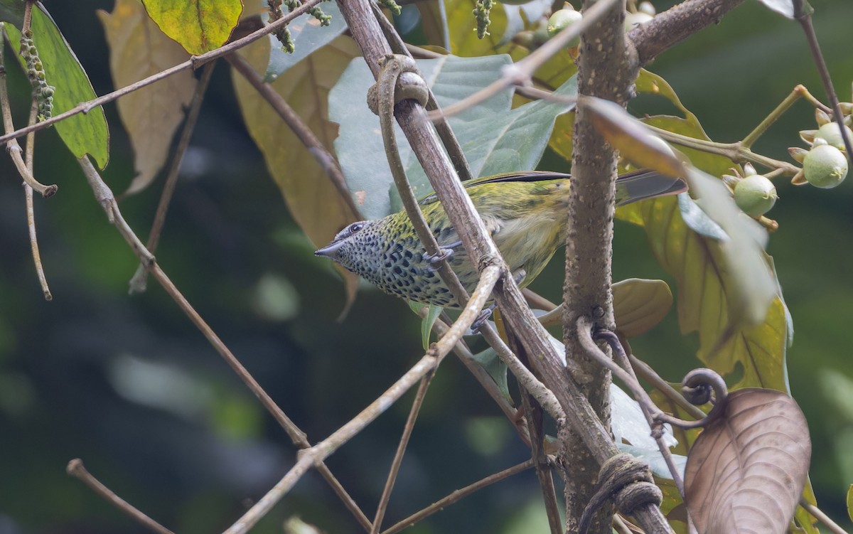 Spotted Tanager - ML617394696