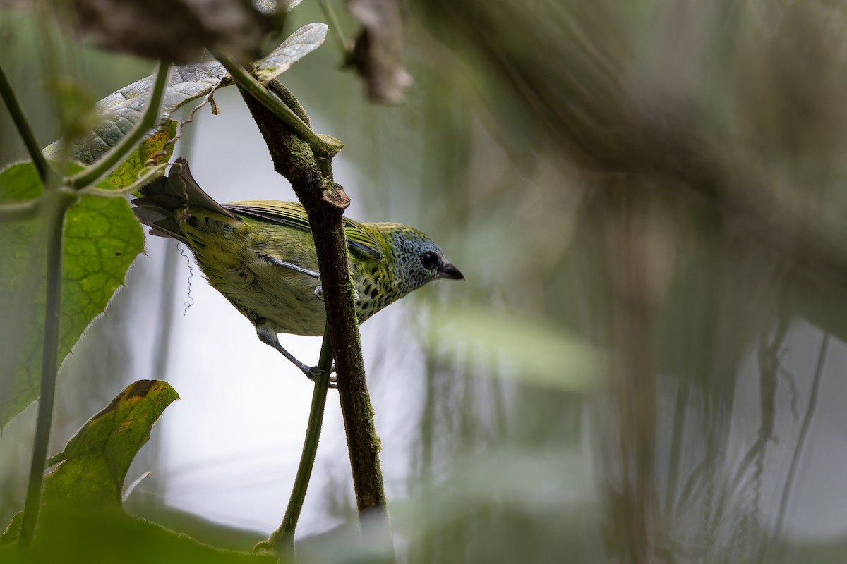 Spotted Tanager - ML617394697