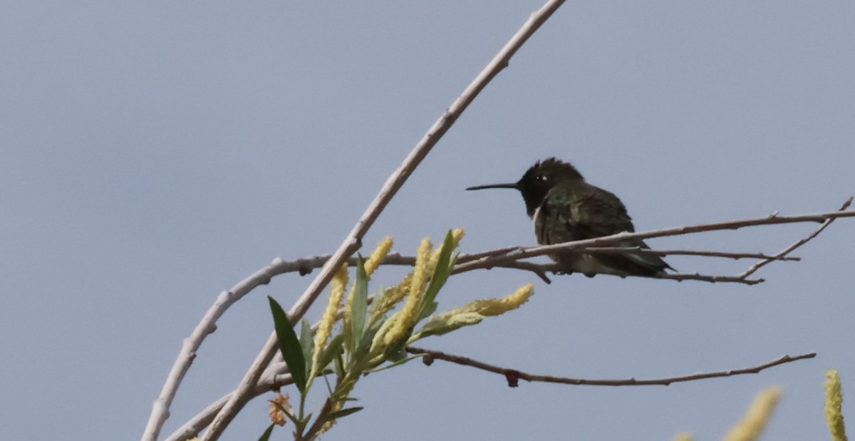 Black-chinned Hummingbird - ML617394755