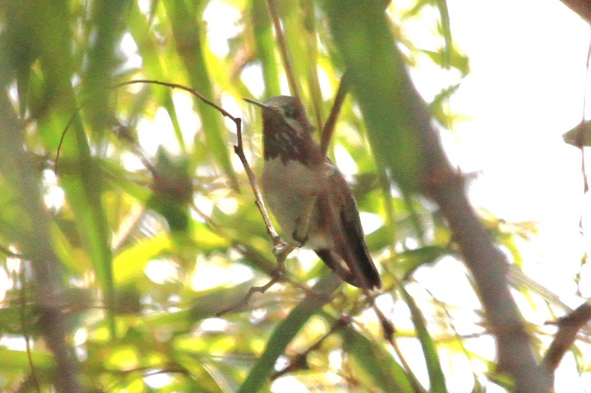 Calliope Hummingbird - ML617394843