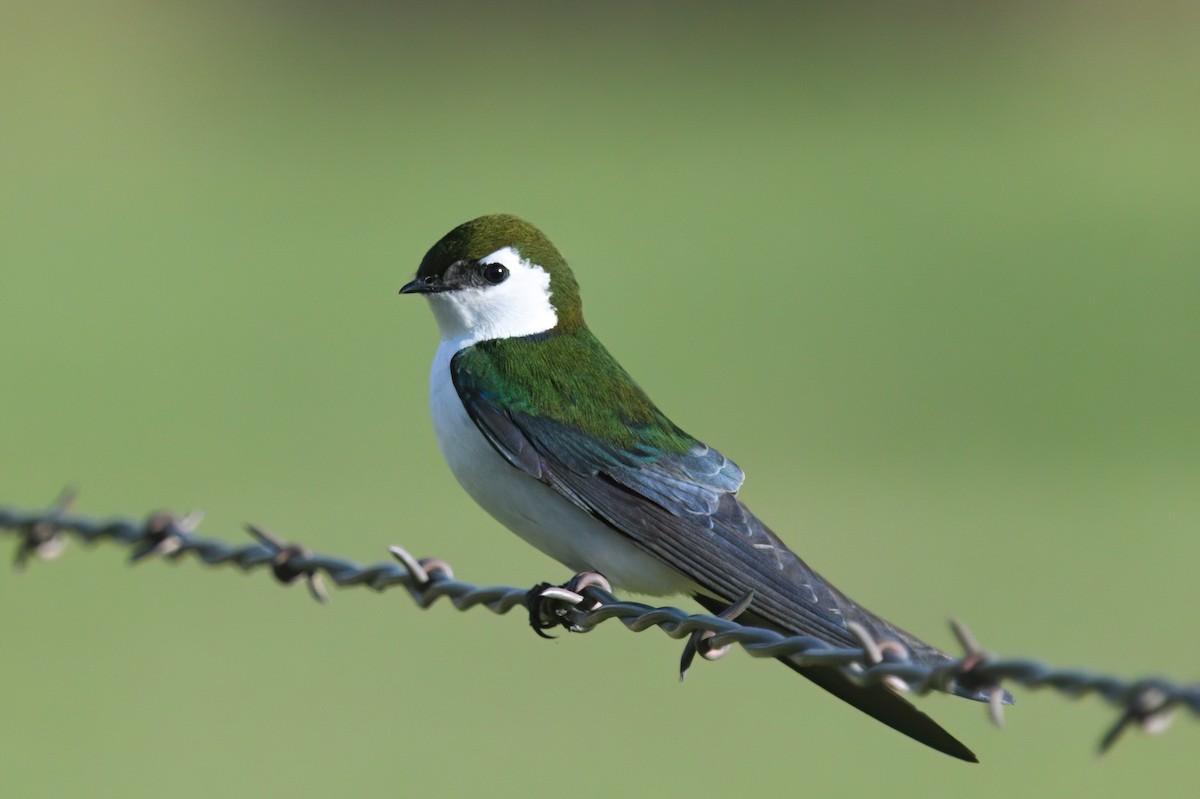 Violet-green Swallow - ML617394853