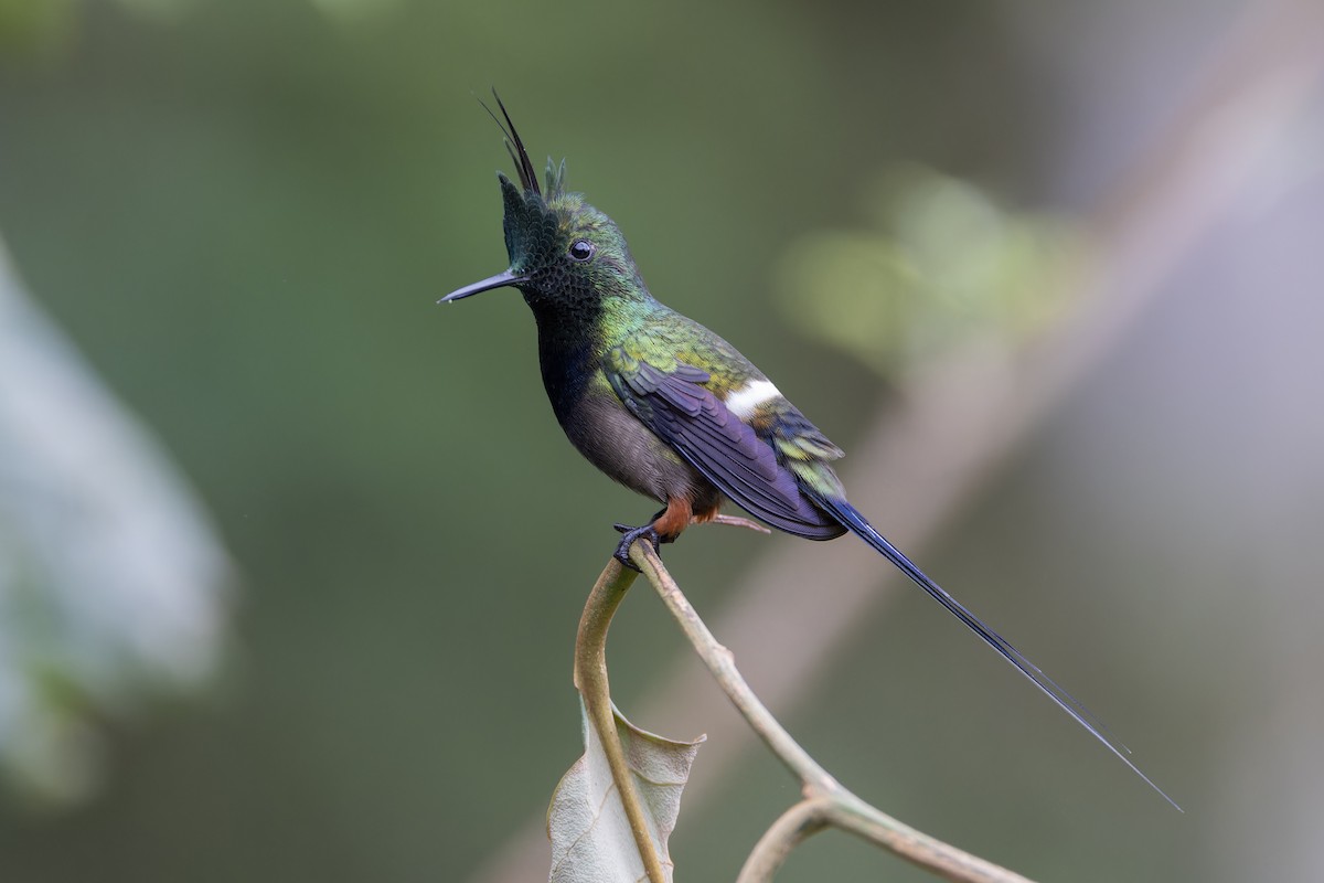 Wire-crested Thorntail - ML617394881
