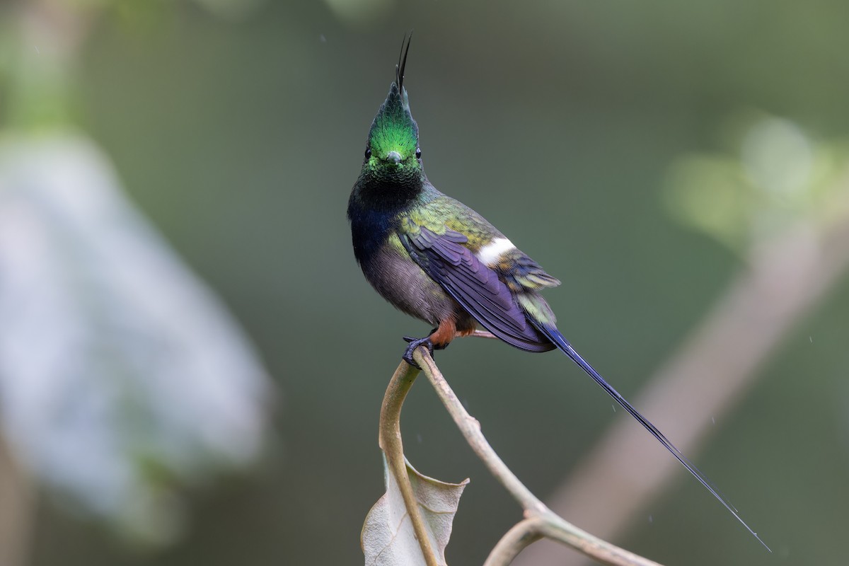 Wire-crested Thorntail - ML617394883