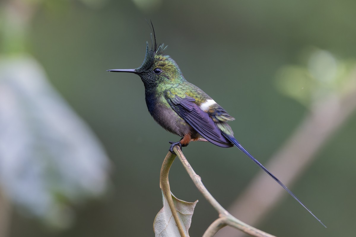 Wire-crested Thorntail - ML617394885