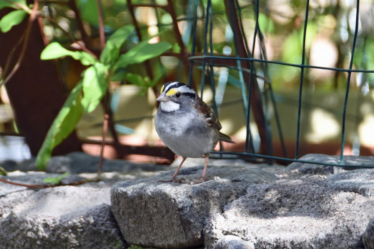 White-throated Sparrow - ML617394908