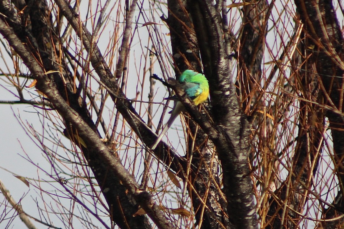 Red-rumped Parrot - Pauline and Ray Priest