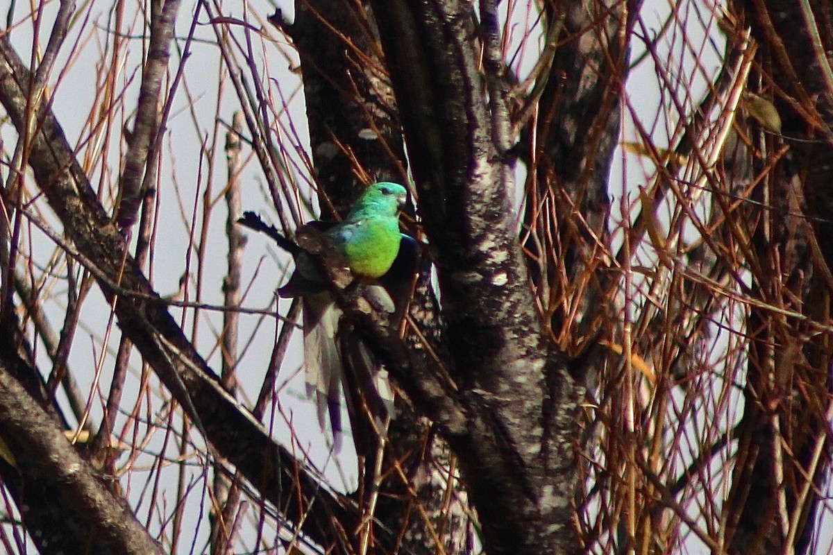 Red-rumped Parrot - ML617394953