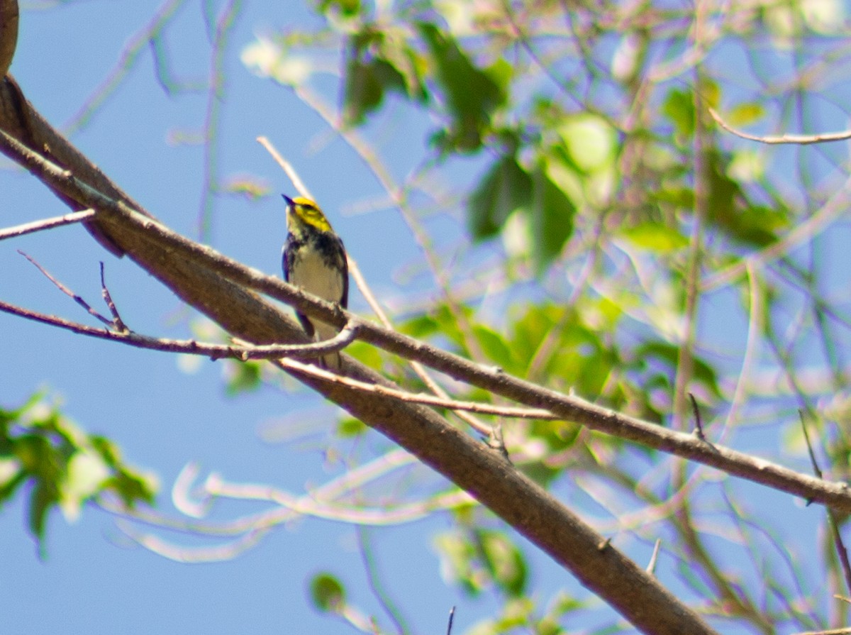 Black-throated Green Warbler - Adalberto Gonzalez