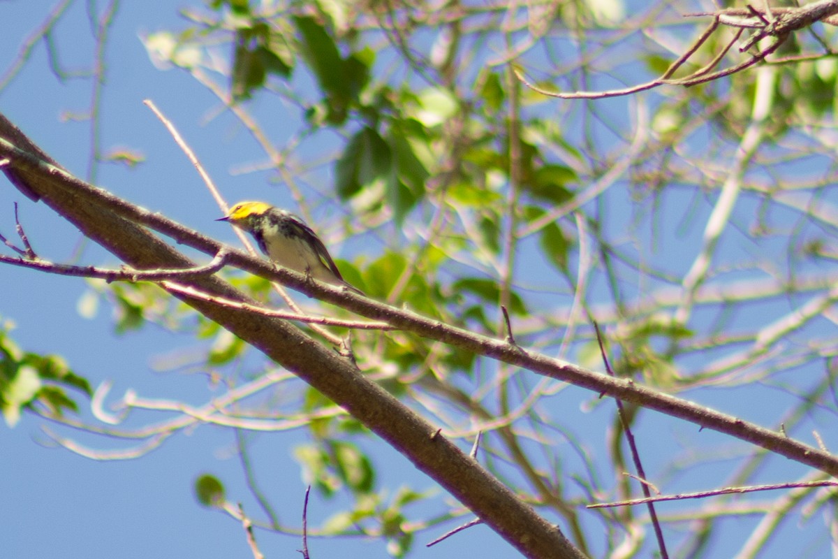 Black-throated Green Warbler - ML617394981