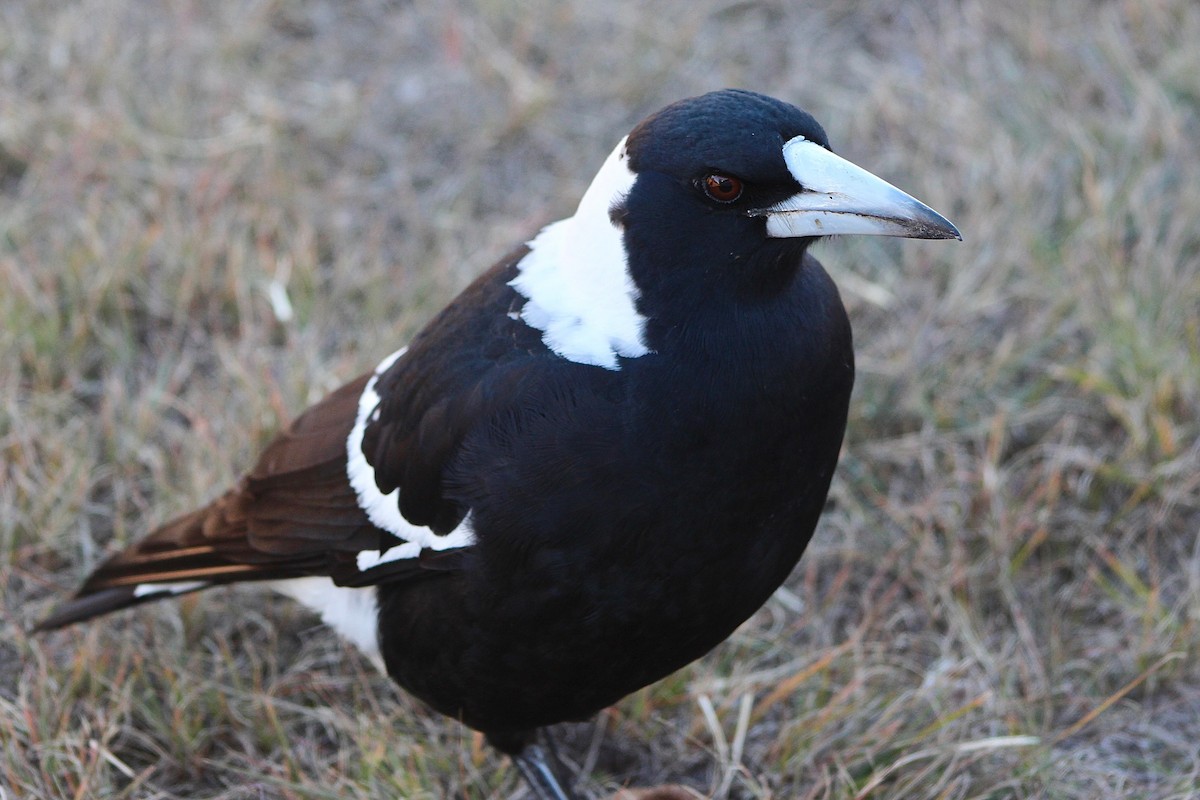 Australian Magpie (Black-backed) - ML617394989