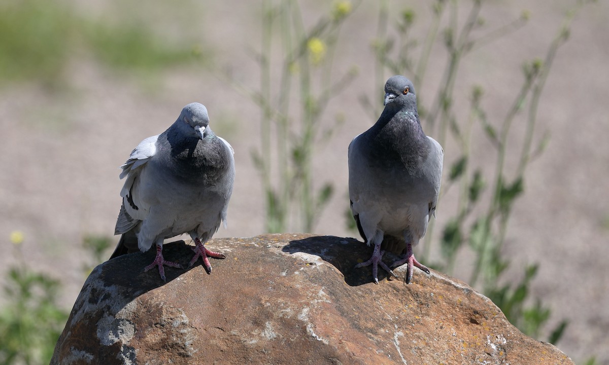 Rock Pigeon (Feral Pigeon) - ML617395022