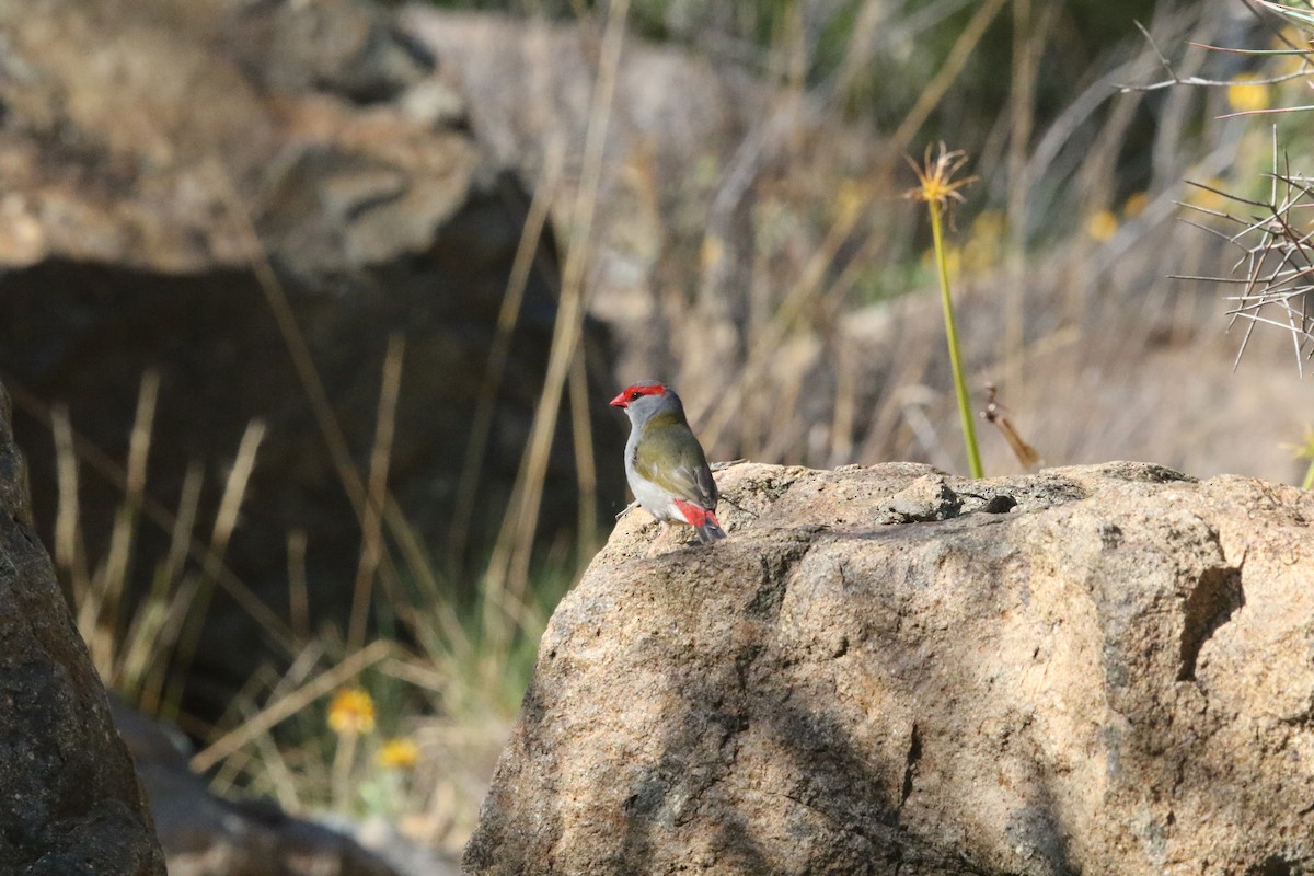 Red-browed Firetail - ML617395045