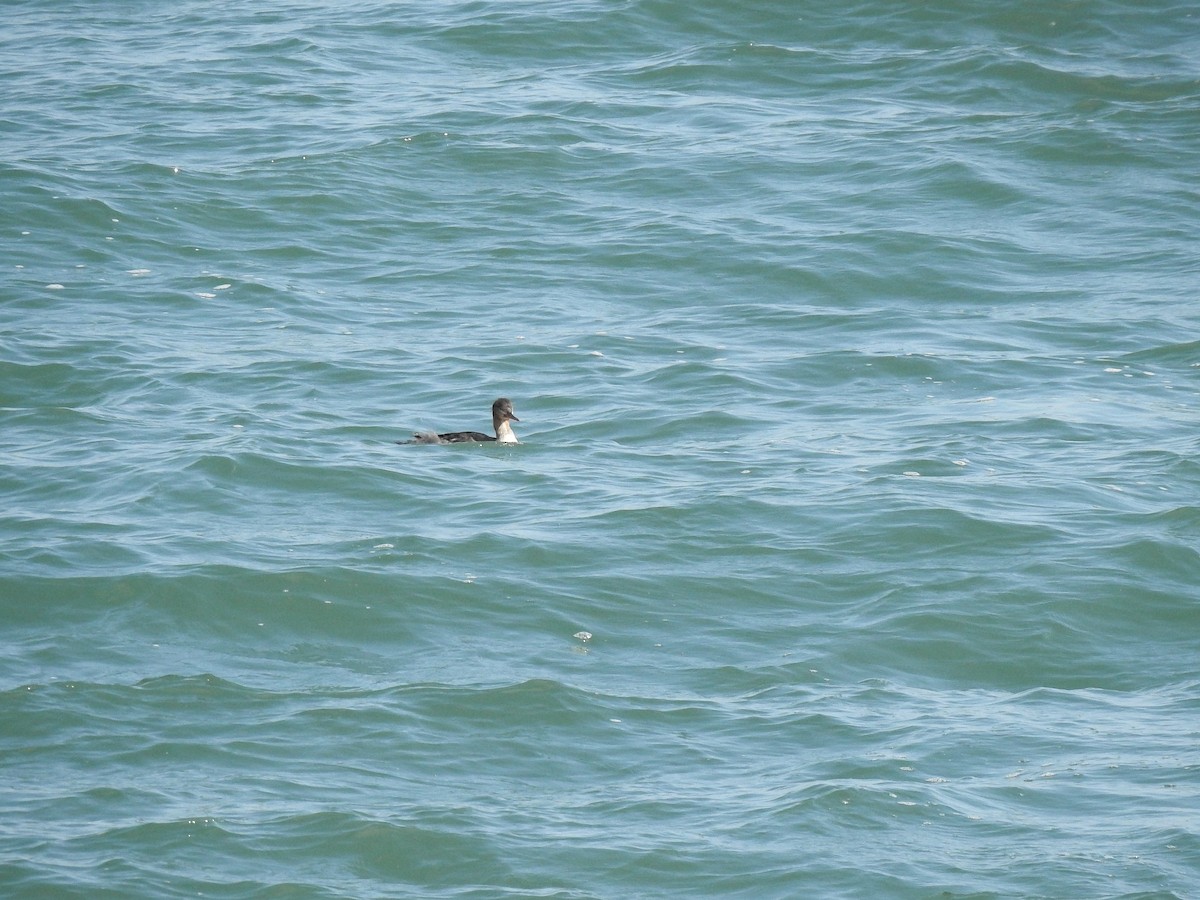Red-necked Grebe - ML617395047