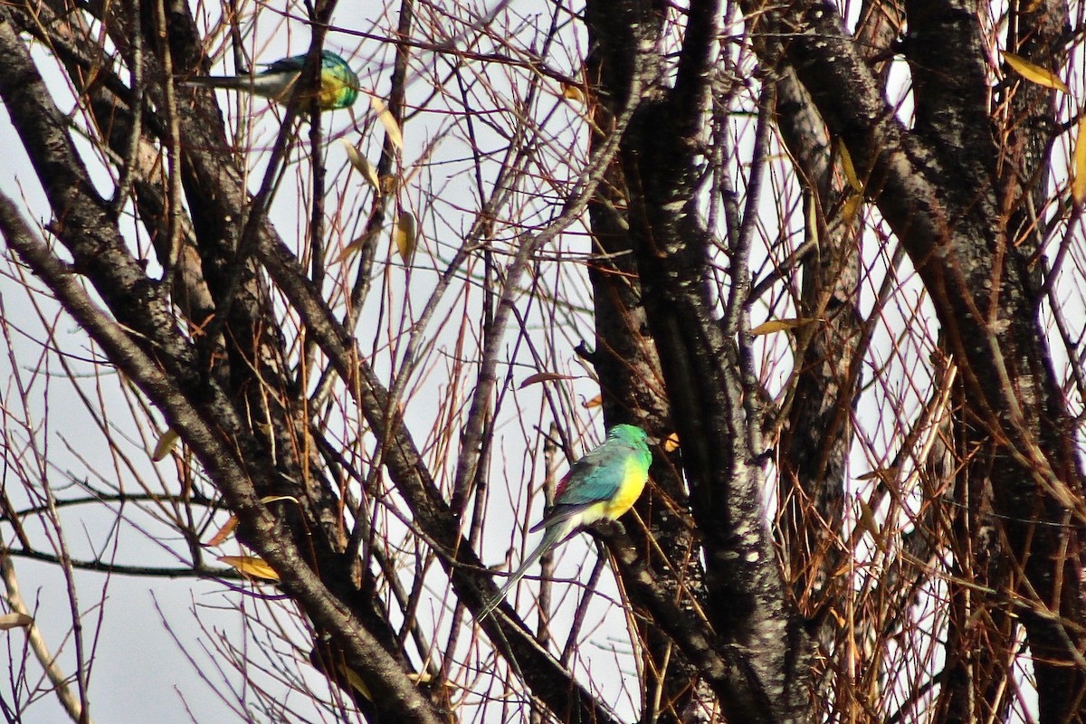 Red-rumped Parrot - ML617395118