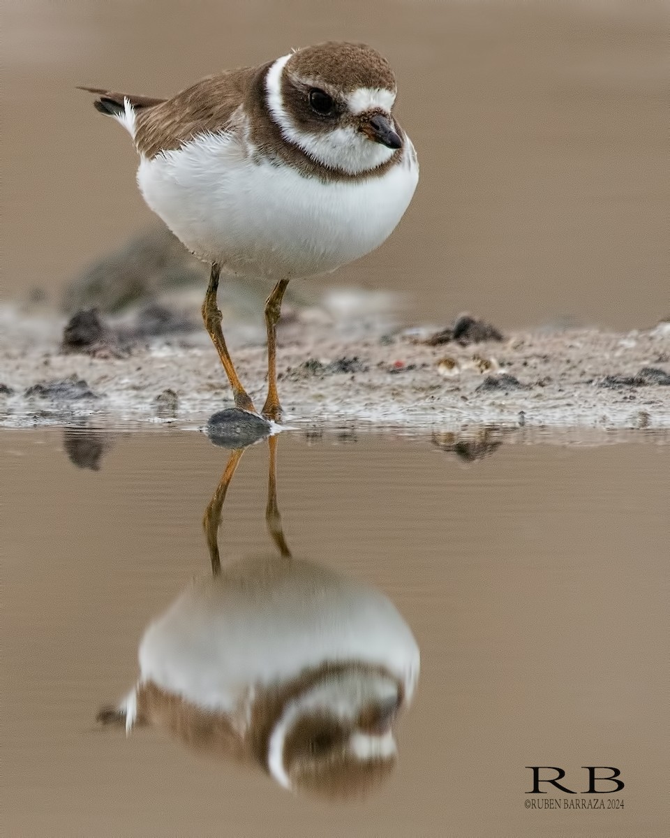 Semipalmated Plover - ML617395211