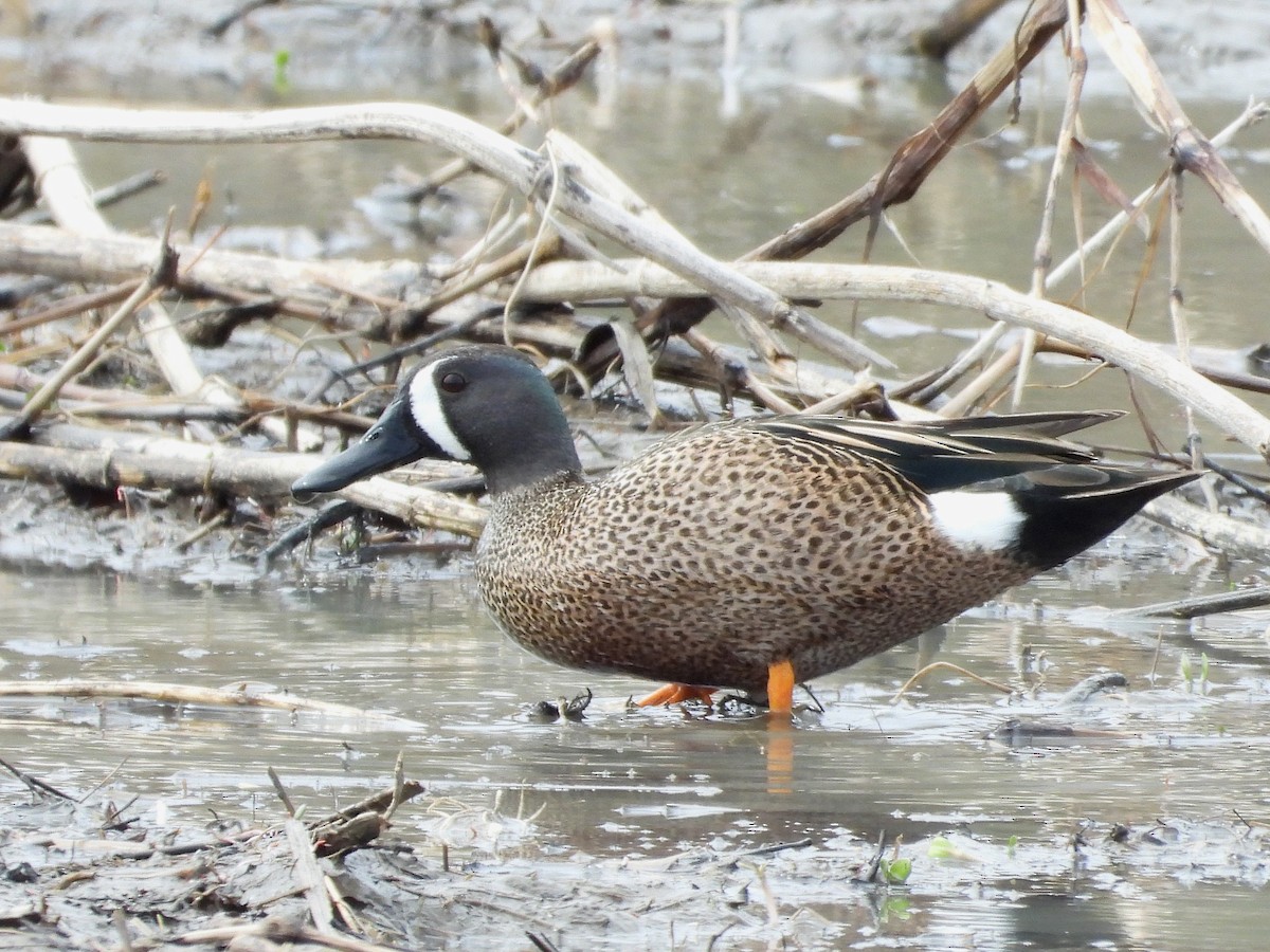 Blue-winged Teal - ML617395247