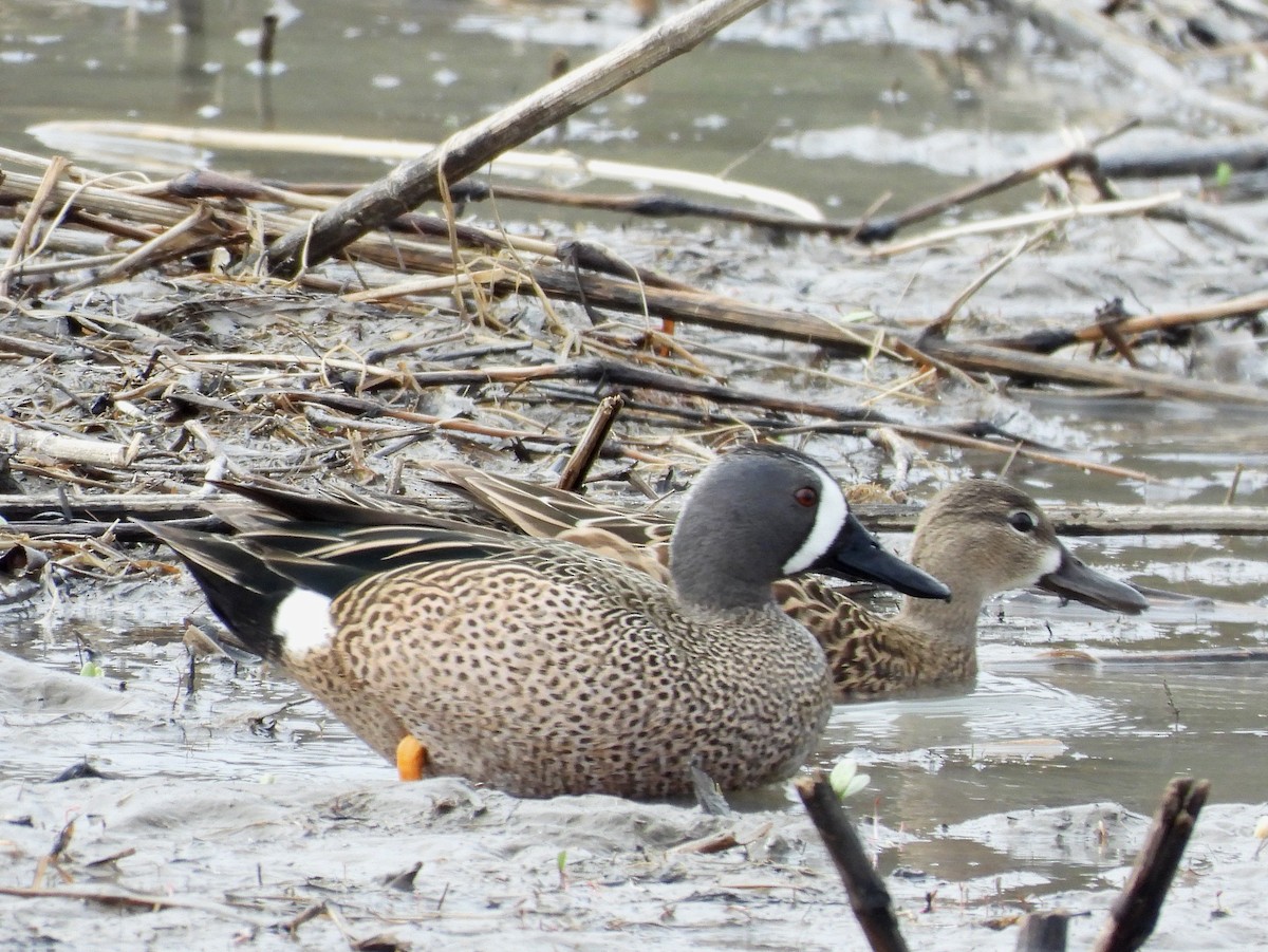 Blue-winged Teal - ML617395250