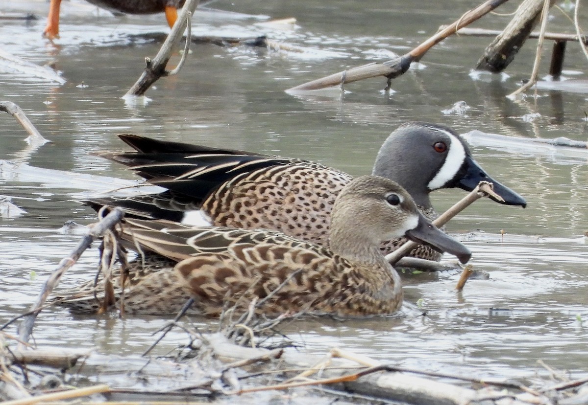 Blue-winged Teal - ML617395254
