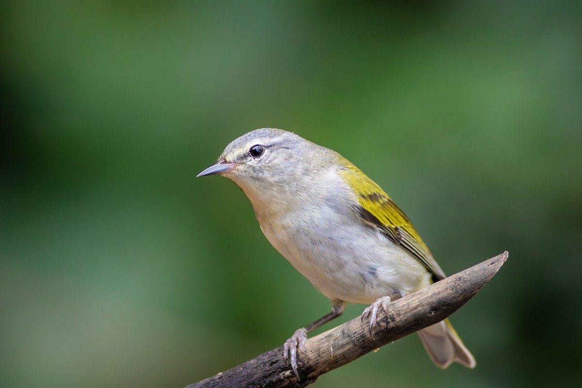 Tennessee Warbler - Francis Canto Jr